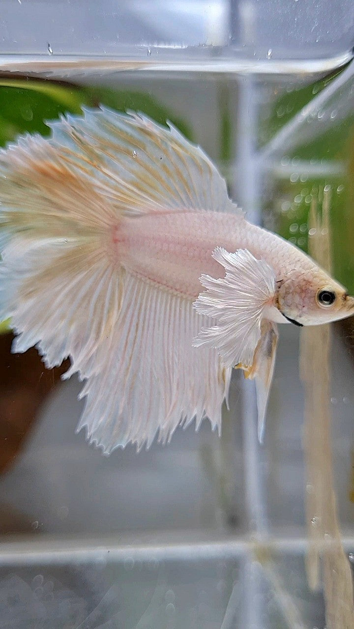 HALFMOON DOUBLE TAIL DUMBO EAR WHITE PLATINUM YELLOW WASH BETTA FISH