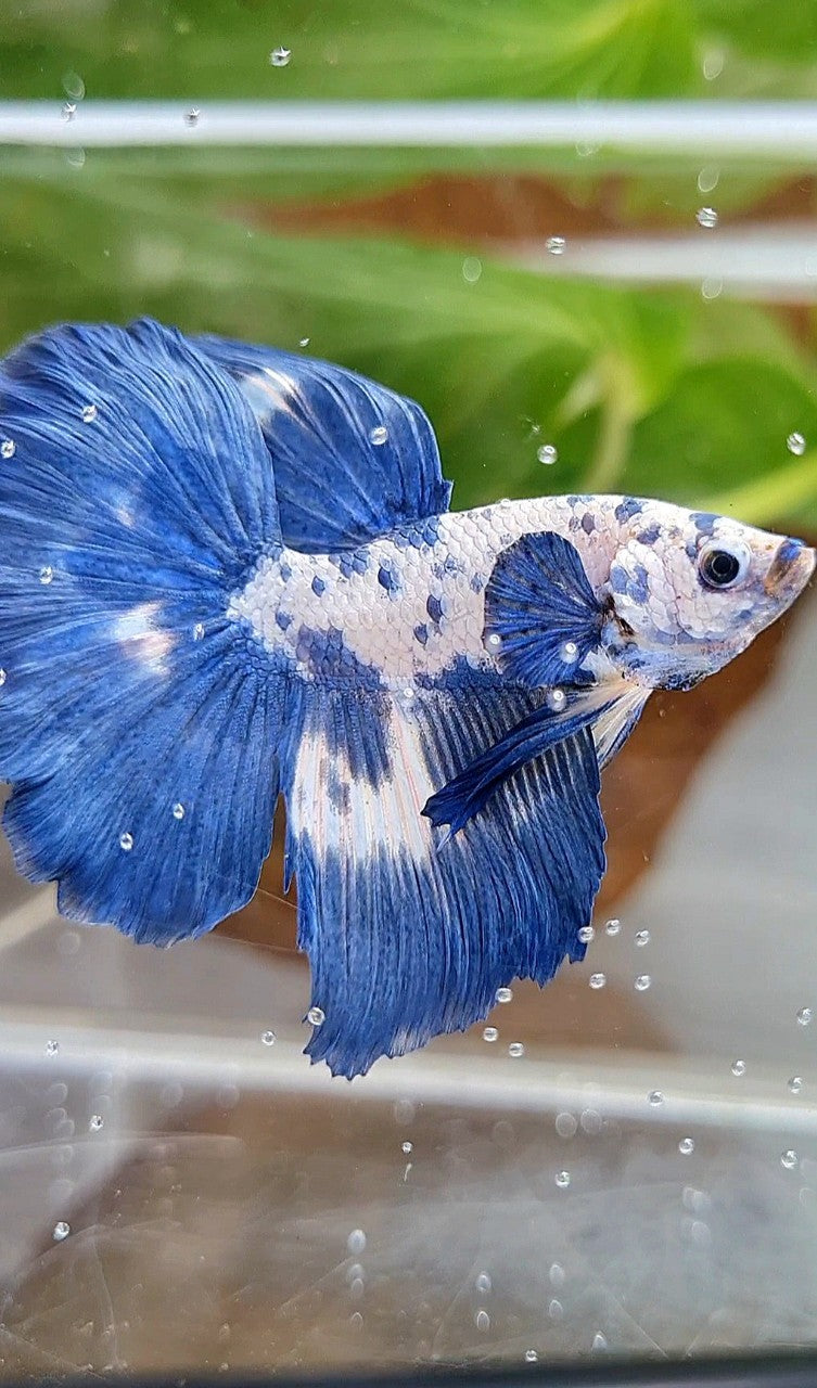LUXURY HALFMOON ROSETAIL SUPER DOTS MARBLE BLUERIM BETTA FISH
