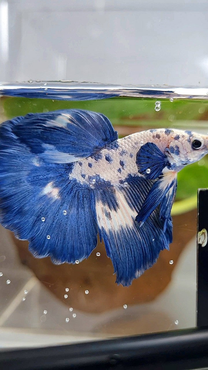 LUXURY HALFMOON ROSETAIL SUPER DOTS MARBLE BLUERIM BETTA FISH