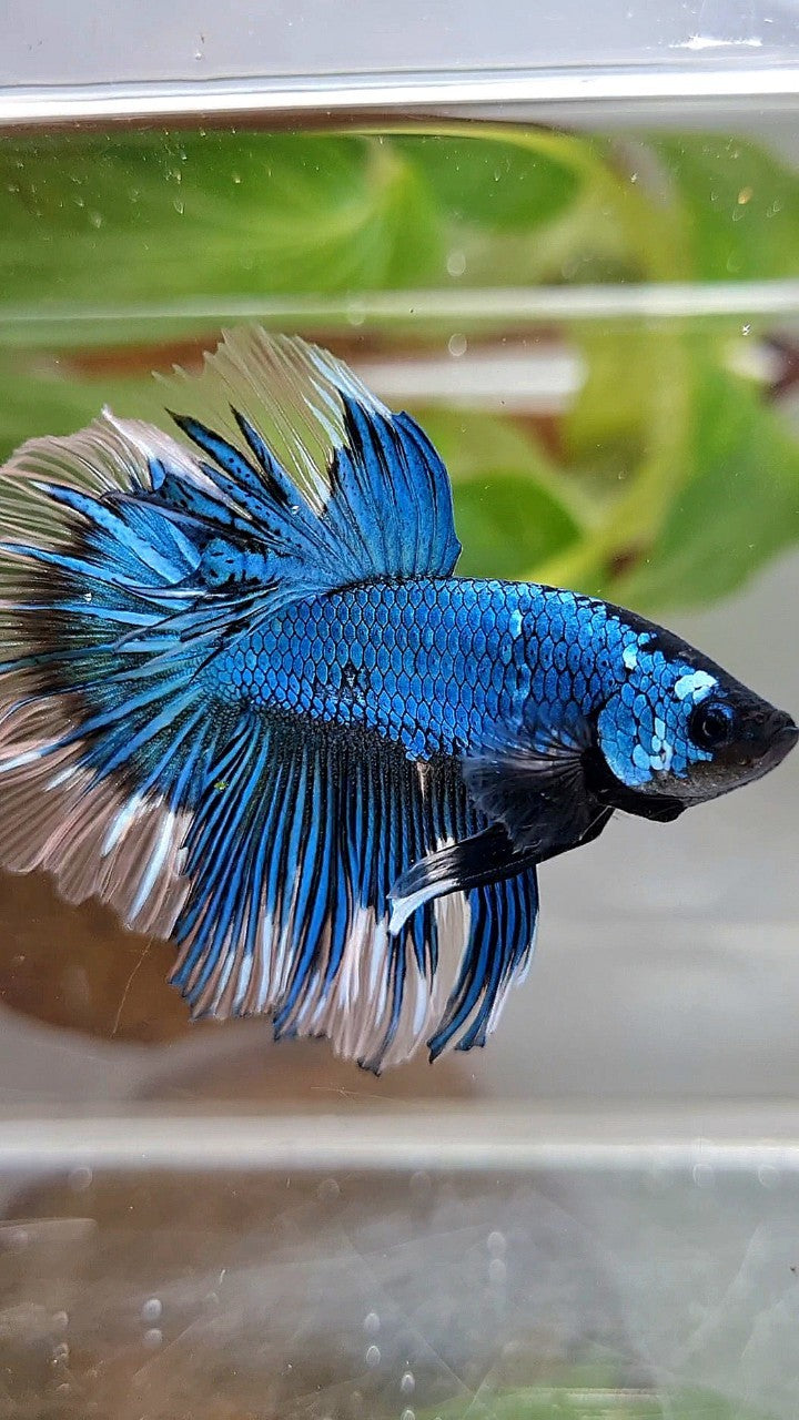 HALFMOON ROSETAIL BLUE GREEN METTALIC BUTTERFLY BETTA FISH