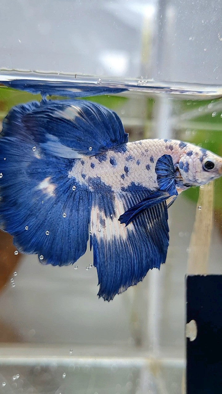 LUXURY HALFMOON ROSETAIL SUPER DOTS MARBLE BLUERIM BETTA FISH