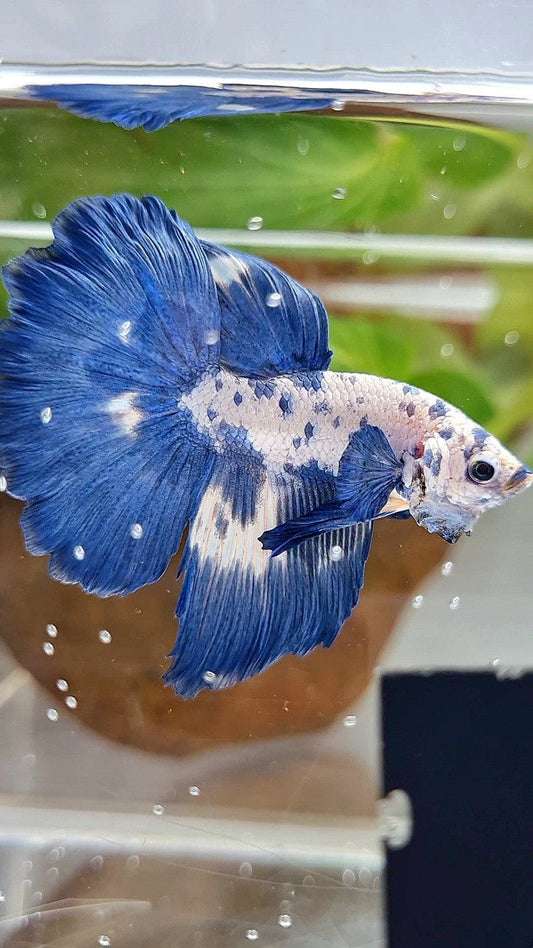 LUXURY HALFMOON ROSETAIL SUPER DOTS MARBLE BLUERIM BETTA FISH