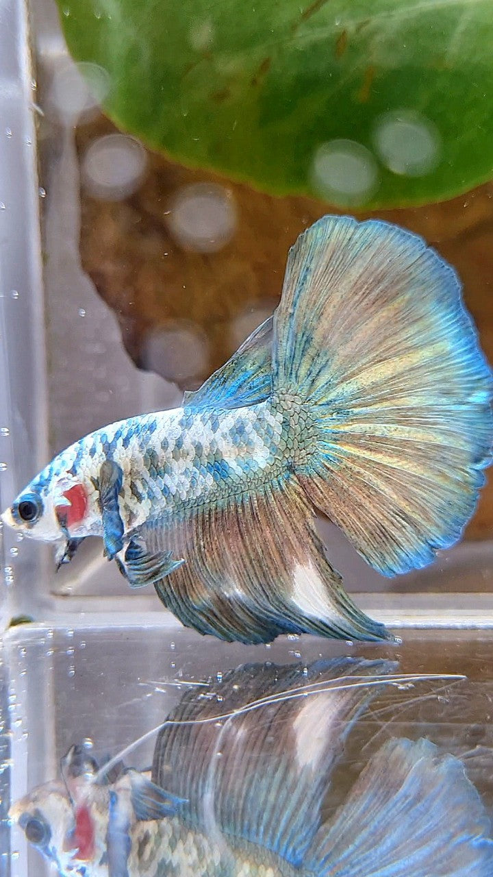 HALFMOON SUPER DOTS COPPER RIM MARBLE BETTA FISH