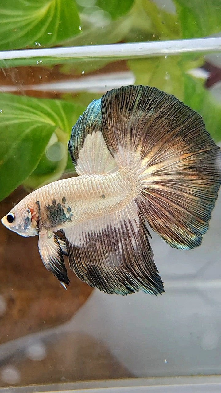 LUXURY HALFMOON ROSETAIL COPPER RIM BICOLOR BETTA FISH
