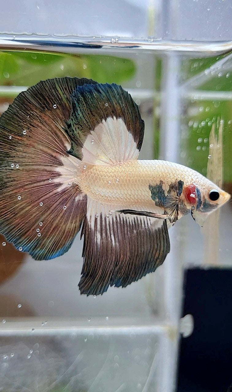 LUXURY HALFMOON ROSETAIL COPPER RIM BICOLOR BETTA FISH