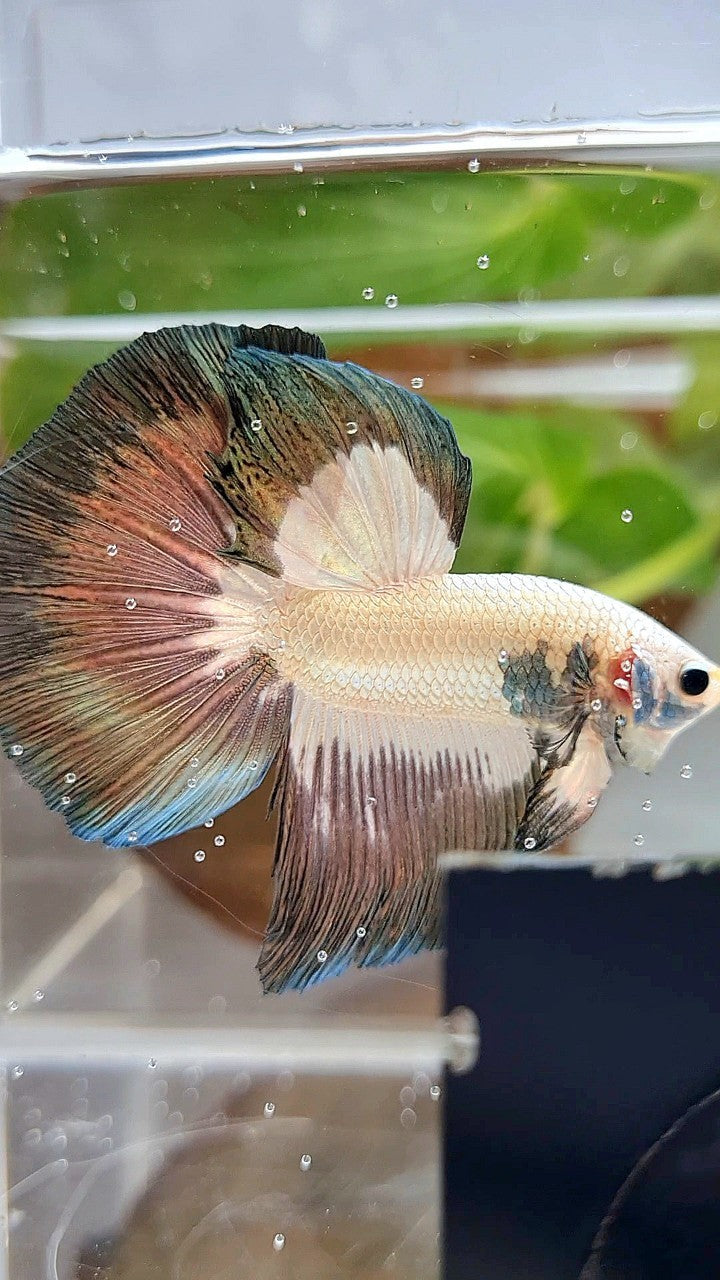 LUXURY HALFMOON ROSETAIL COPPER RIM BICOLOR BETTA FISH