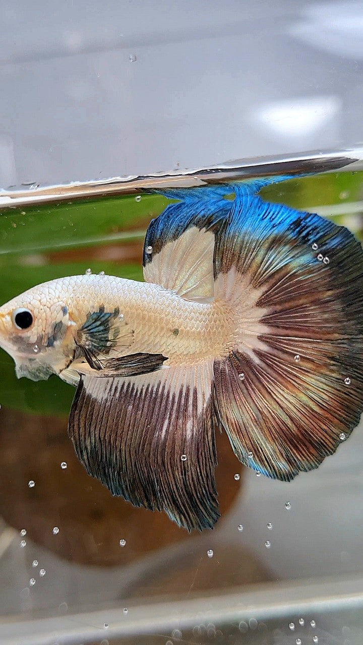LUXURY HALFMOON ROSETAIL COPPER RIM BICOLOR BETTA FISH