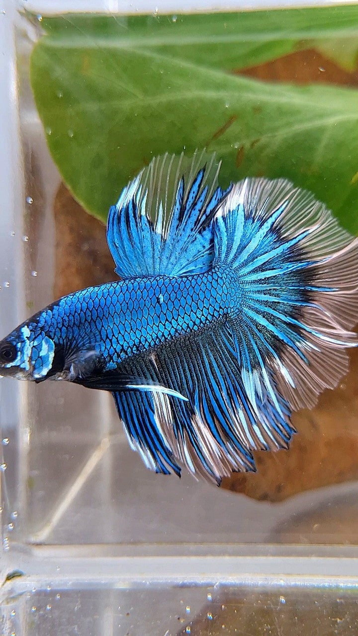 HALFMOON ROSETAIL BLUE GREEN METTALIC BUTTERFLY BETTA FISH