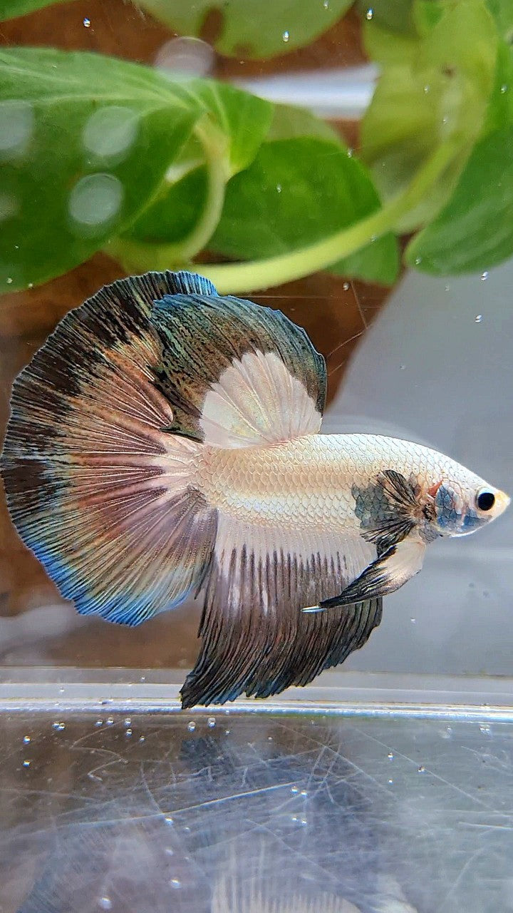 LUXURY HALFMOON ROSETAIL COPPER RIM BICOLOR BETTA FISH