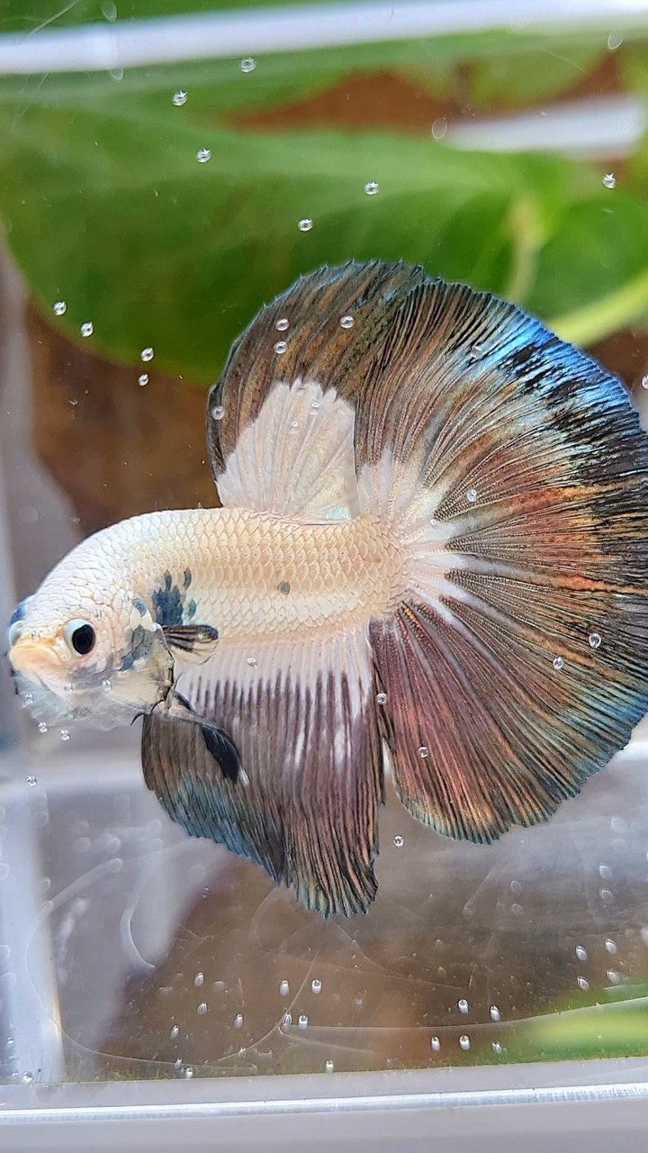 LUXURY HALFMOON ROSETAIL COPPER RIM BICOLOR BETTA FISH