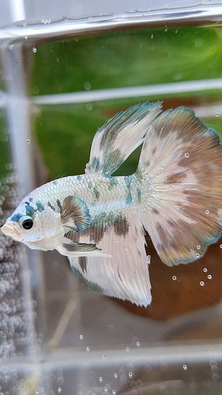 HALFMOON SUPER DOTS COPPER MARBLE BETTA FISH