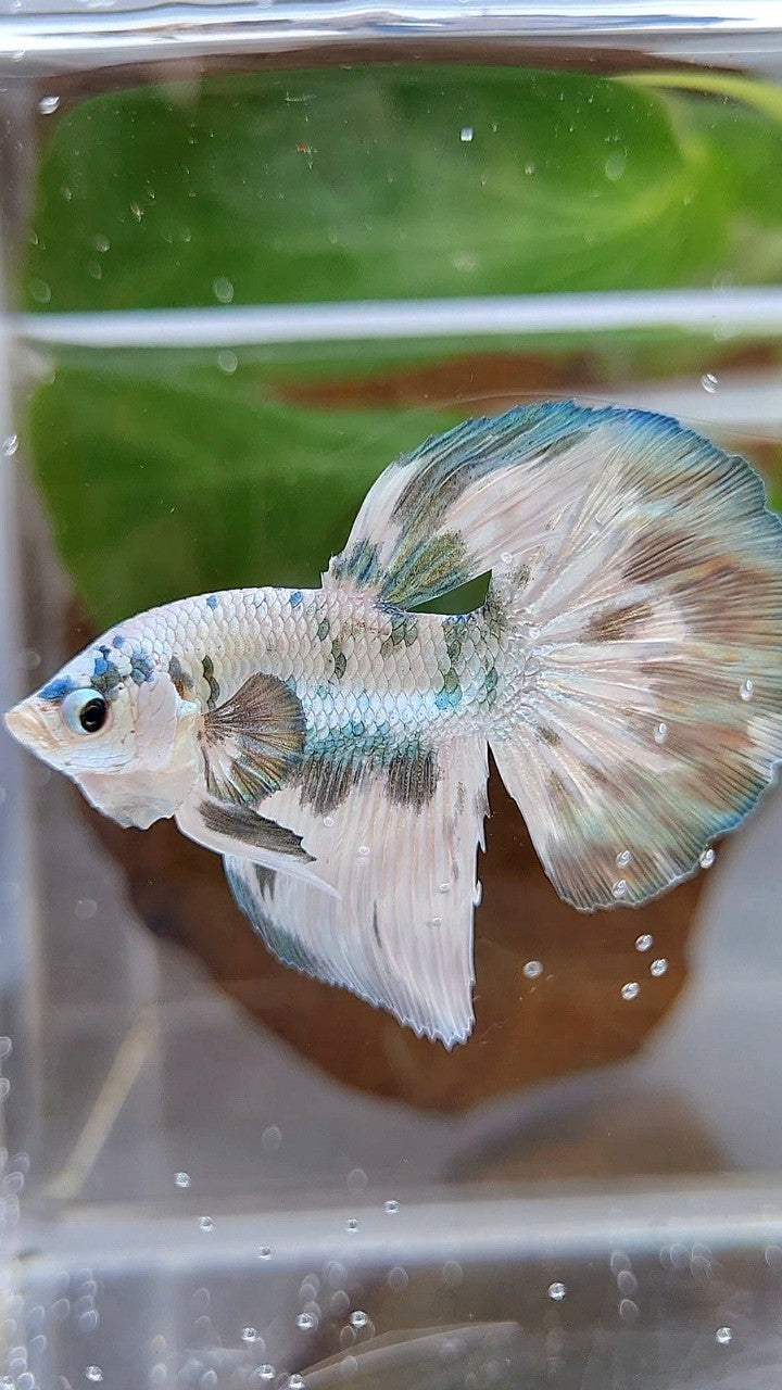 HALFMOON SUPER DOTS COPPER MARBLE BETTA FISH