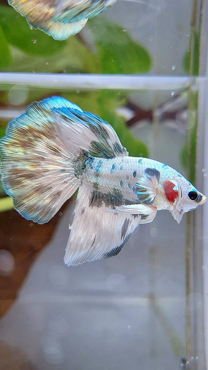 HALFMOON SUPER DOTS COPPER MARBLE BETTA FISH