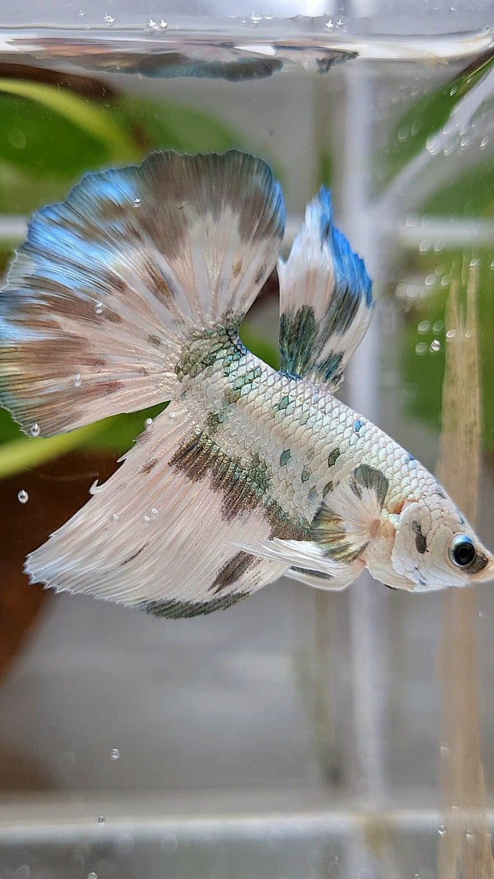 HALFMOON SUPER DOTS COPPER MARBLE BETTA FISH