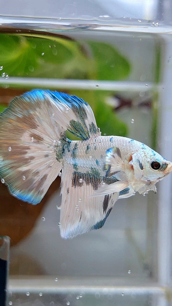 HALFMOON SUPER DOTS COPPER MARBLE BETTA FISH