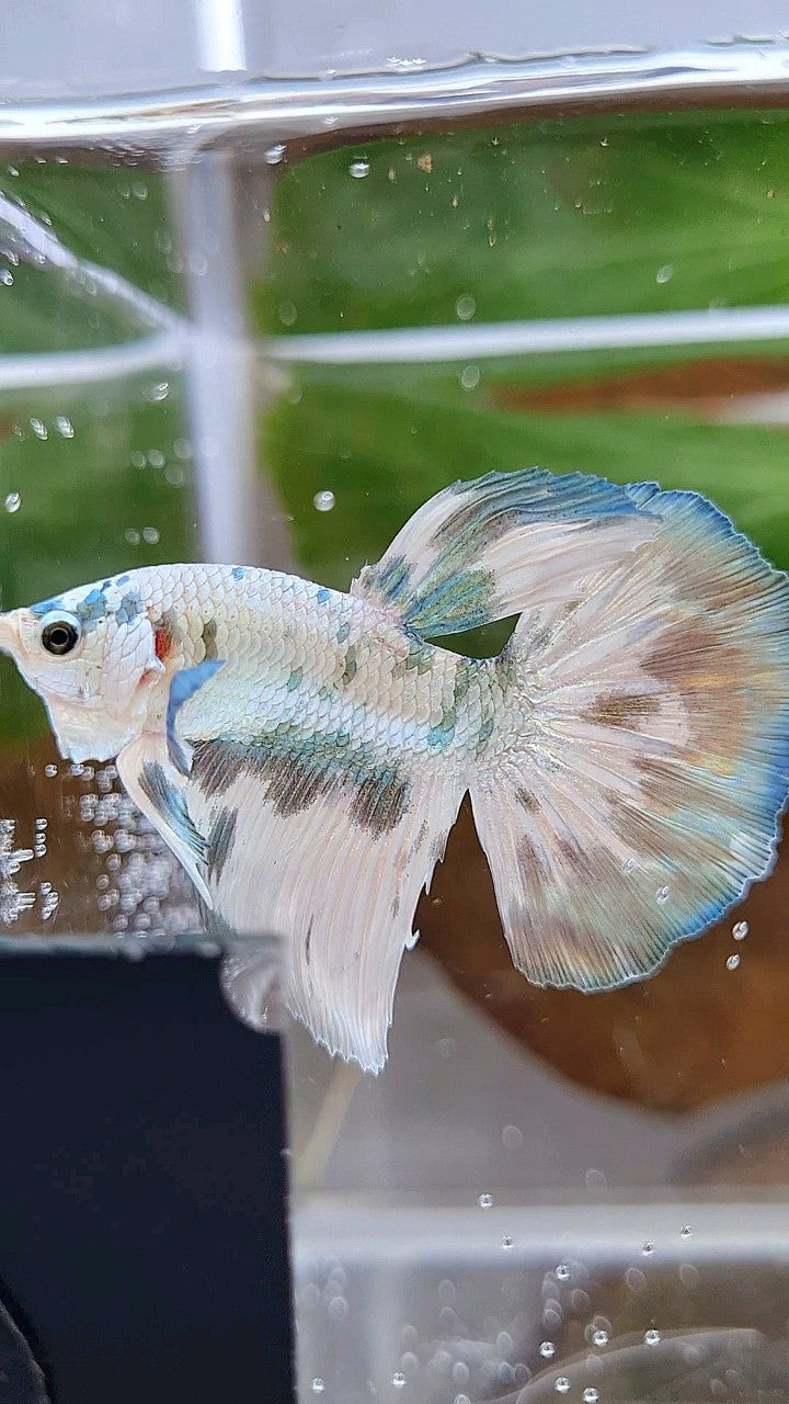 HALFMOON SUPER DOTS COPPER MARBLE BETTA FISH
