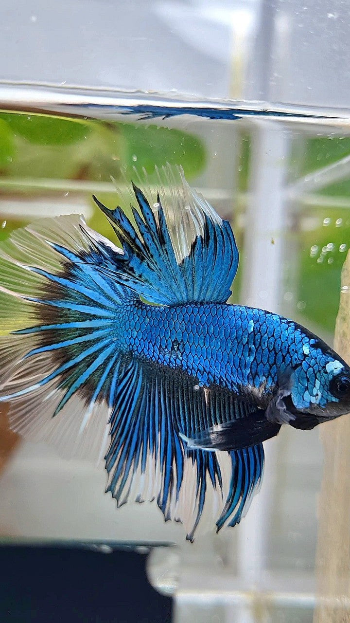 HALFMOON ROSETAIL BLUE GREEN METTALIC BUTTERFLY BETTA FISH