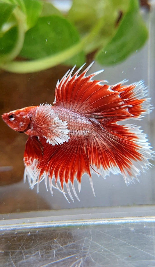 HALFMOON DOUBLE TAIL DUMBO EAR CROWNTAIL ROSEGOLD RED BETTA FISH