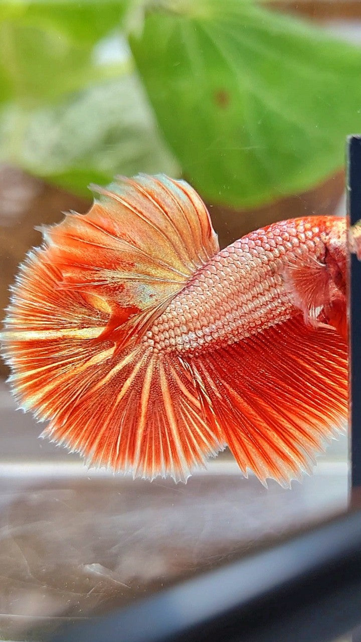 HALFMOON ROSETAIL SUPER ROSEGOLD BETTA FISH