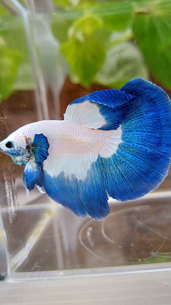 LUXURY HALFMOON ROSETAIL BLUE RIM BUTTERFLY BETTA FISH