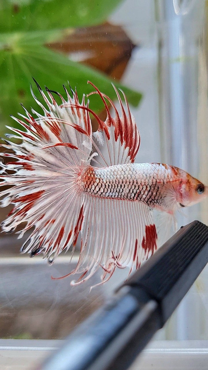 HALFSUN CROWNTAIL AOC WHITE FANCY RED SPLASH BETTA FISH