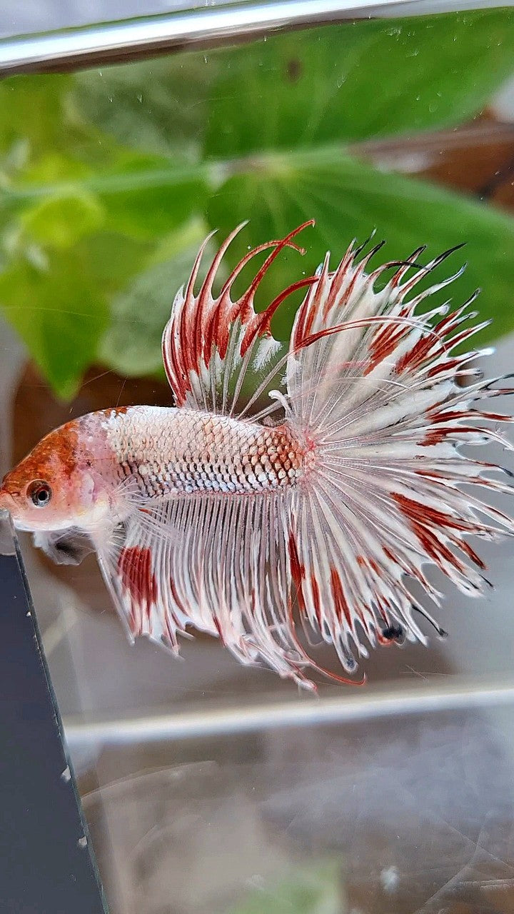 HALFSUN CROWNTAIL AOC WHITE FANCY RED SPLASH BETTA FISH