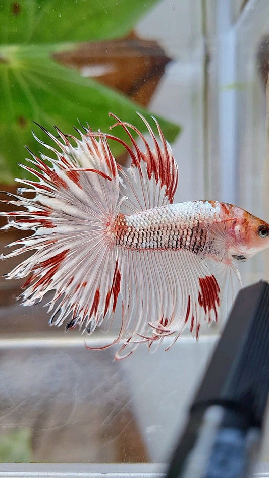 HALFSUN CROWNTAIL AOC WHITE FANCY RED SPLASH BETTA FISH