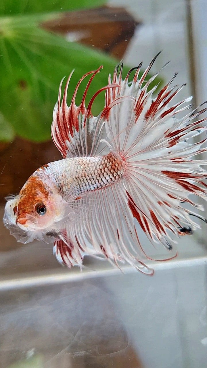 HALFSUN CROWNTAIL AOC WHITE FANCY RED SPLASH BETTA FISH
