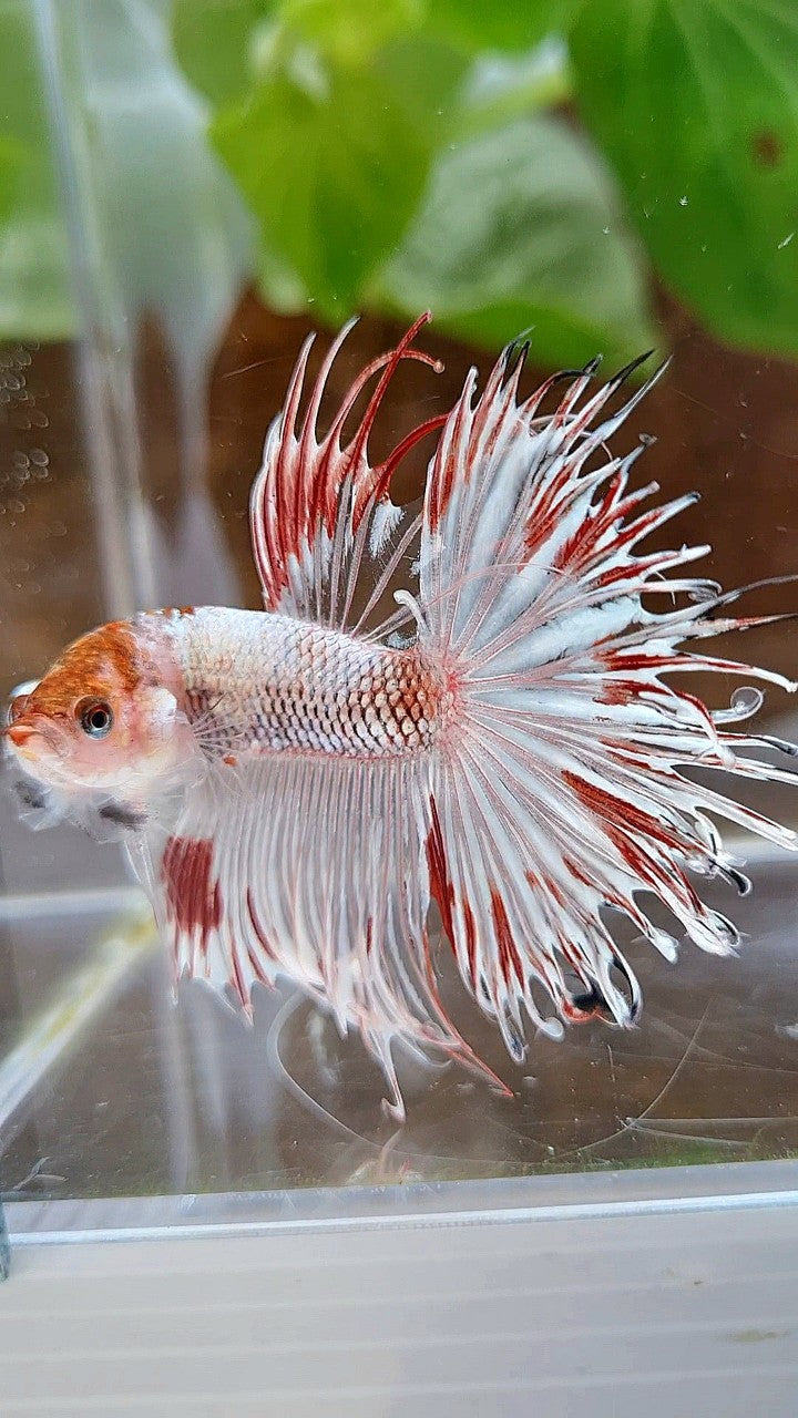 HALFSUN CROWNTAIL AOC WHITE FANCY RED SPLASH BETTA FISH