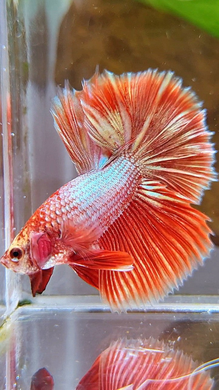 HALFMOON ROSETAIL SUPER ROSEGOLD BETTA FISH