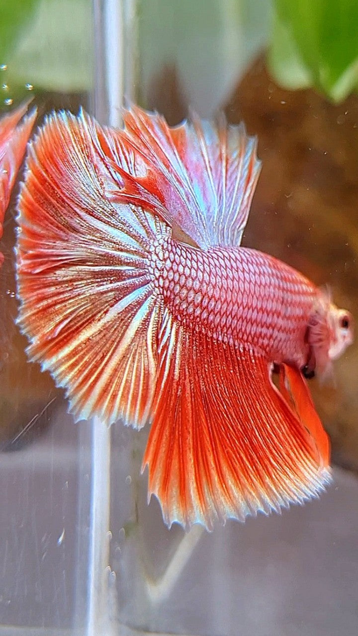 HALFMOON ROSETAIL SUPER ROSEGOLD BETTA FISH