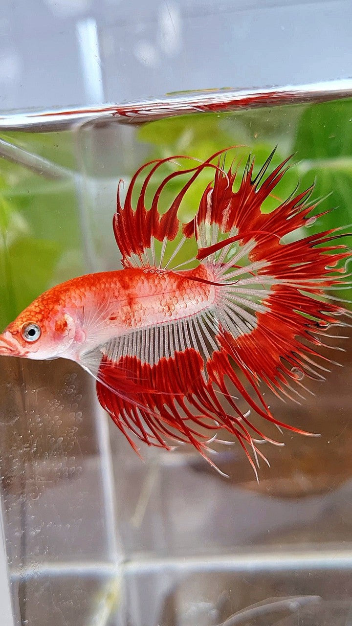 LUXURY CROWNTAIL HALFSUN AOC RED PATTERN CELLOPHANE UNIQUE BETTA FISH