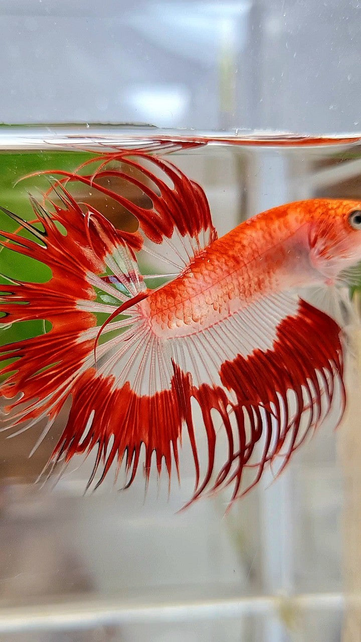 LUXURY CROWNTAIL HALFSUN AOC RED PATTERN CELLOPHANE UNIQUE BETTA FISH