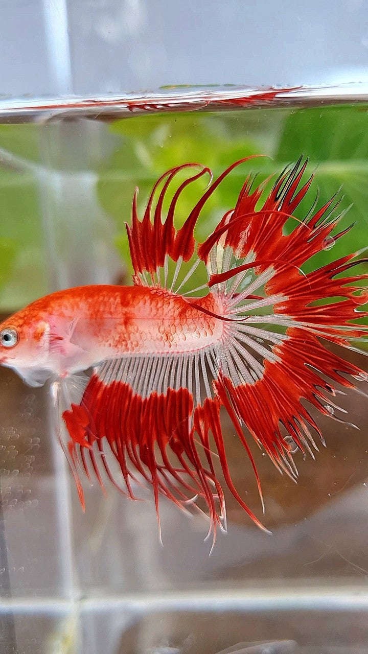 LUXURY CROWNTAIL HALFSUN AOC RED PATTERN CELLOPHANE UNIQUE BETTA FISH