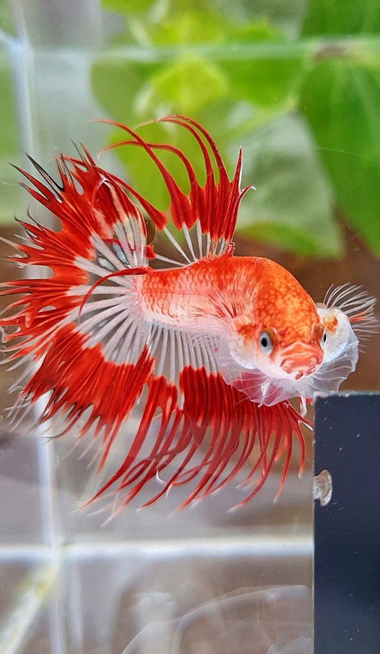 LUXURY CROWNTAIL HALFSUN AOC RED PATTERN CELLOPHANE UNIQUE BETTA FISH