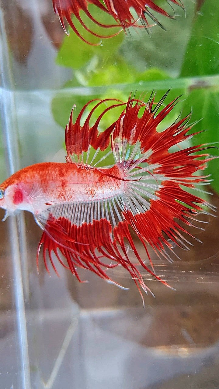 LUXURY CROWNTAIL HALFSUN AOC RED PATTERN CELLOPHANE UNIQUE BETTA FISH