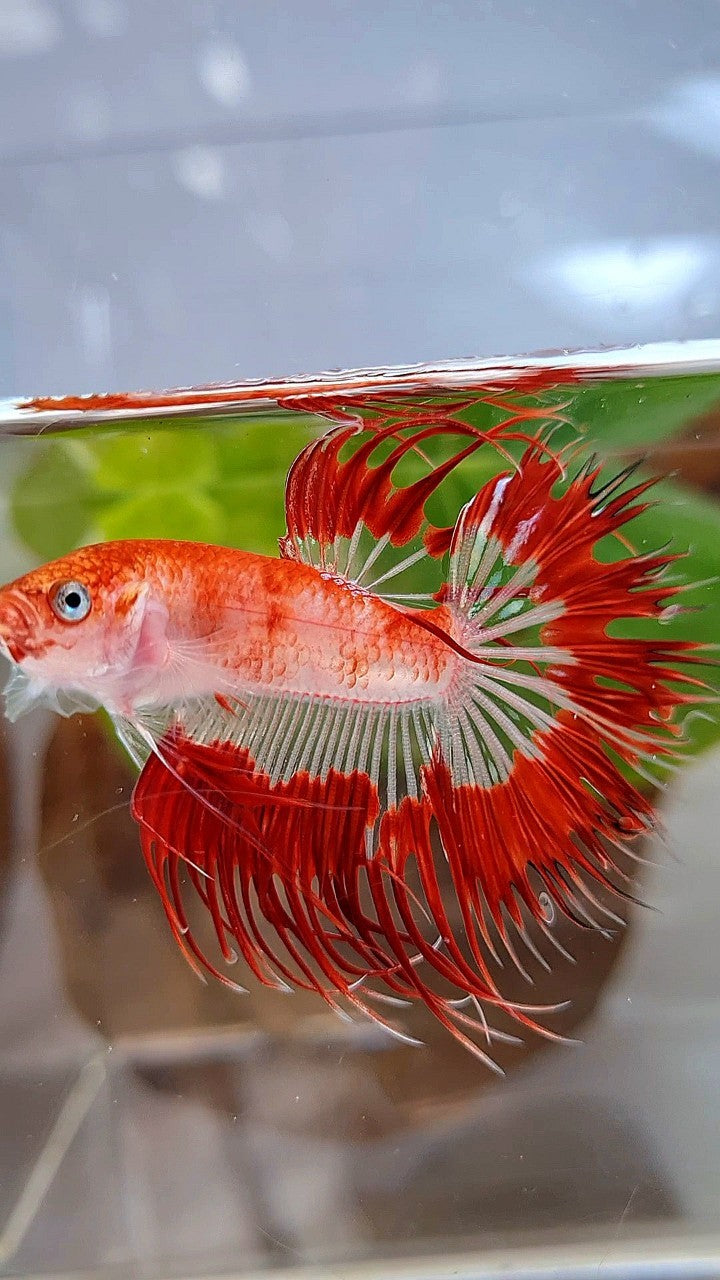 LUXURY CROWNTAIL HALFSUN AOC RED PATTERN CELLOPHANE UNIQUE BETTA FISH
