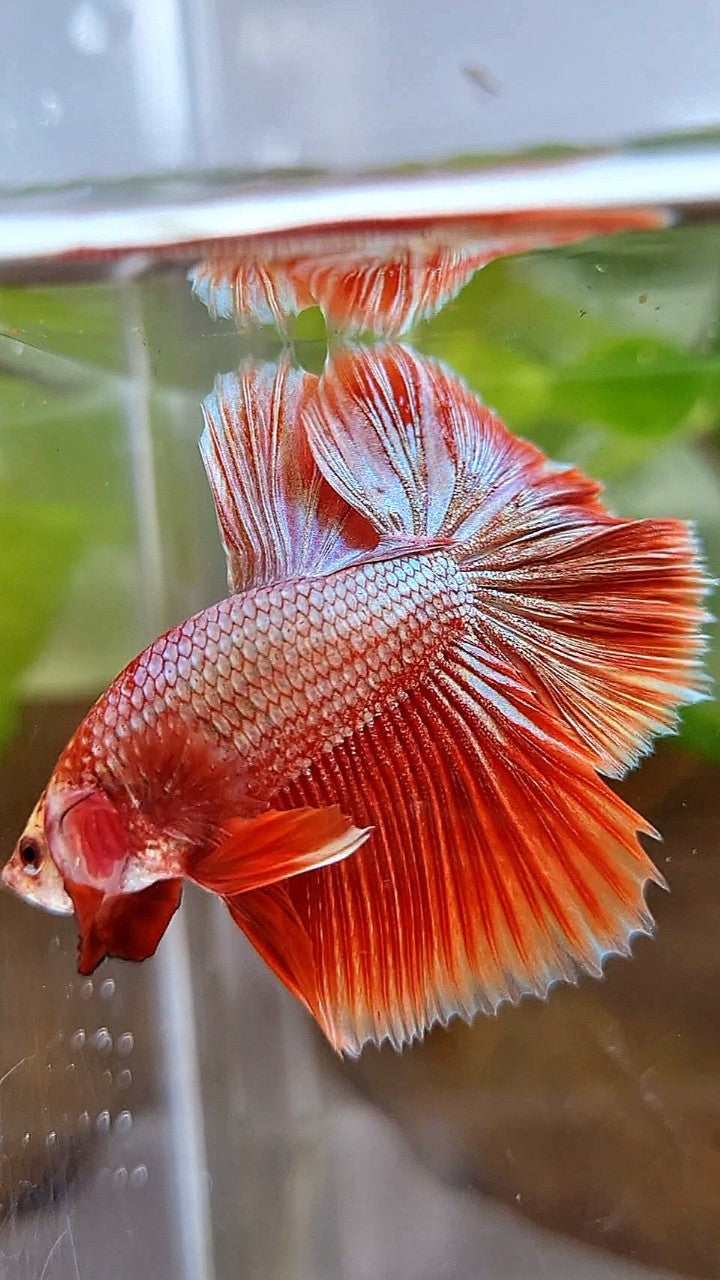HALFMOON ROSETAIL SUPER ROSEGOLD BETTA FISH