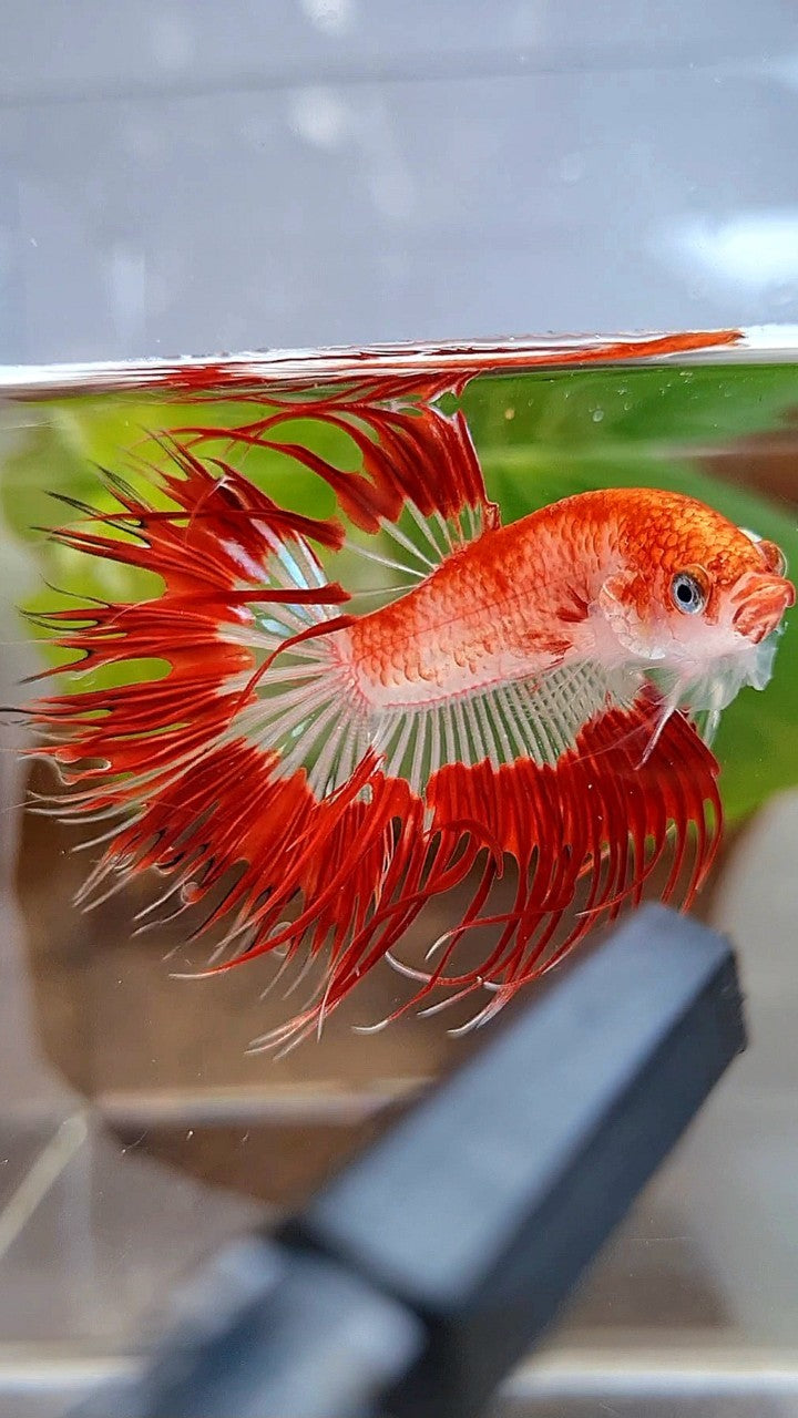 LUXURY CROWNTAIL HALFSUN AOC RED PATTERN CELLOPHANE UNIQUE BETTA FISH