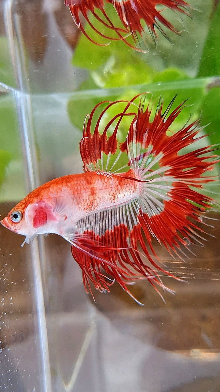 LUXURY CROWNTAIL HALFSUN AOC RED PATTERN CELLOPHANE UNIQUE BETTA FISH