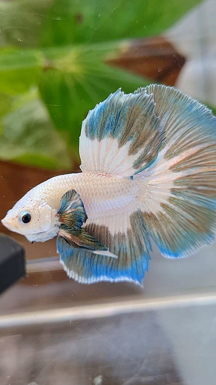 LUXURY HALFMOON ROSETAIL COPPER RIM BUTTERFLY BETTA FISH