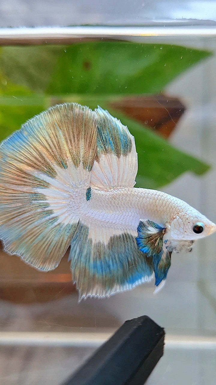 LUXURY HALFMOON ROSETAIL COPPER RIM BUTTERFLY BETTA FISH
