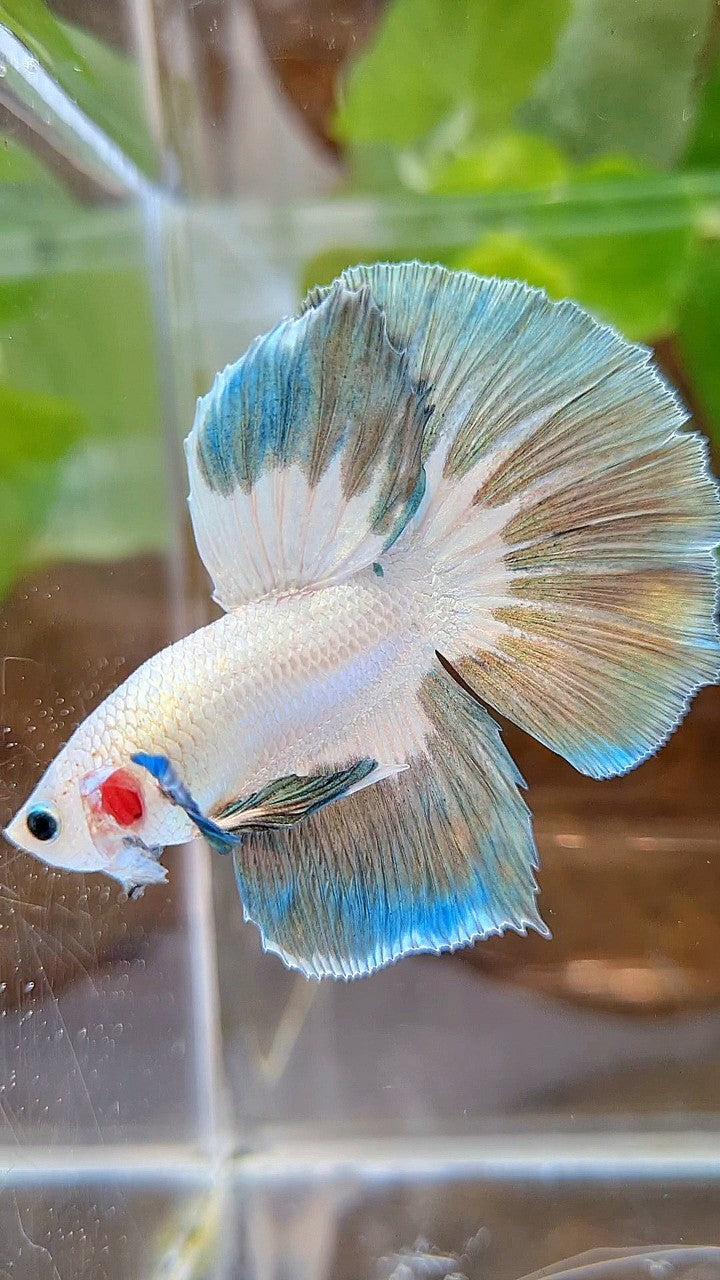 LUXURY HALFMOON ROSETAIL COPPER RIM BUTTERFLY BETTA FISH