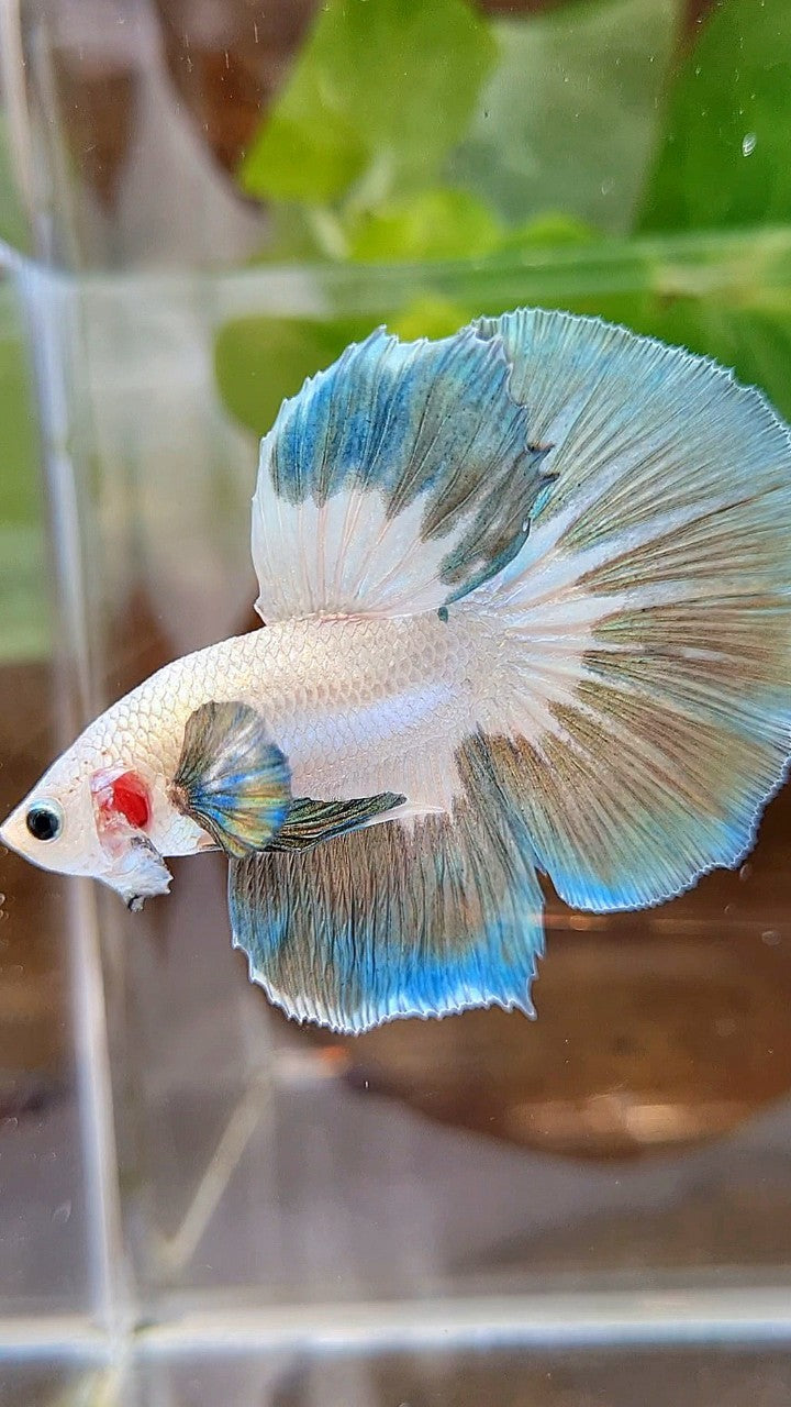 LUXURY HALFMOON ROSETAIL COPPER RIM BUTTERFLY BETTA FISH