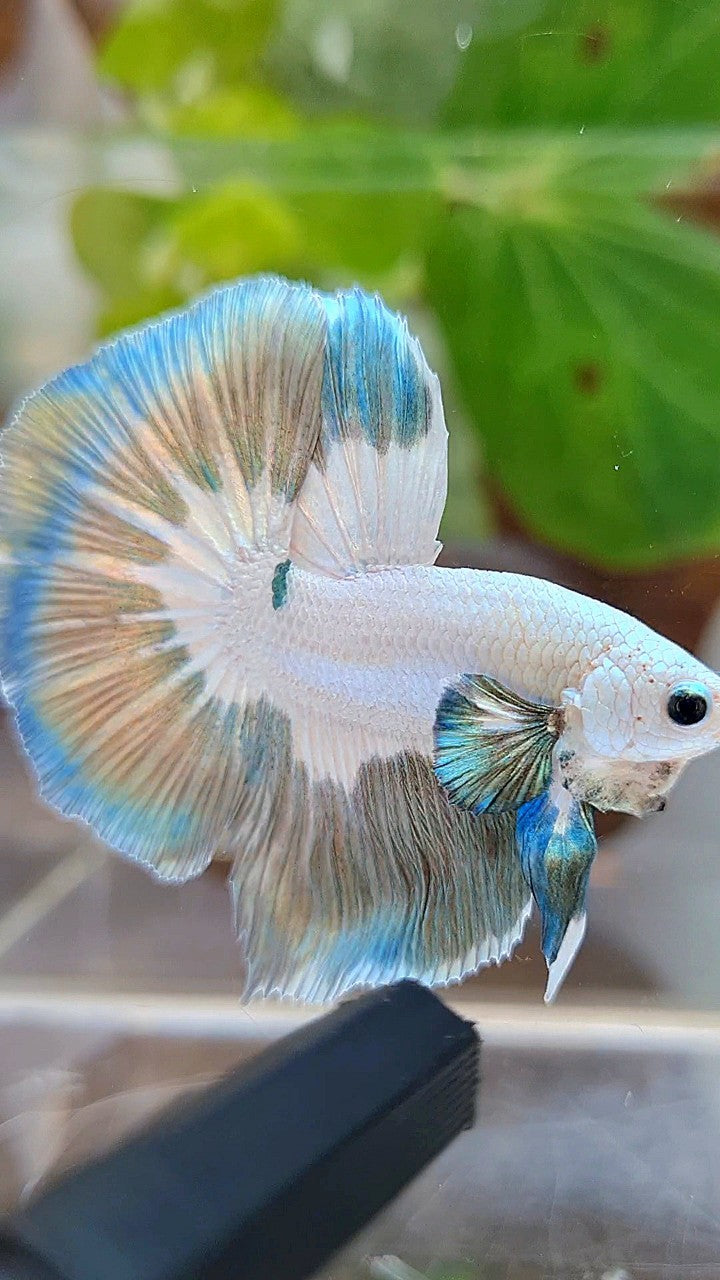 LUXURY HALFMOON ROSETAIL COPPER RIM BUTTERFLY BETTA FISH