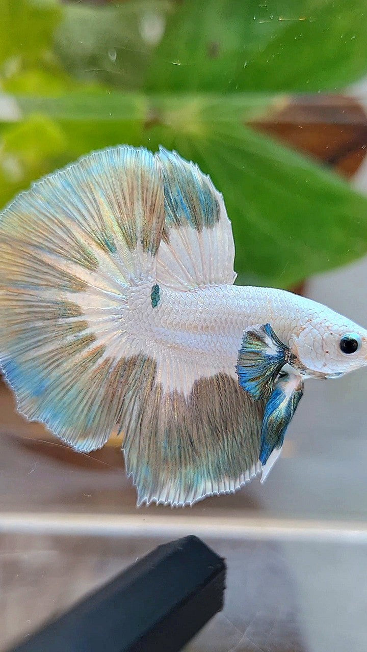 LUXURY HALFMOON ROSETAIL COPPER RIM BUTTERFLY BETTA FISH
