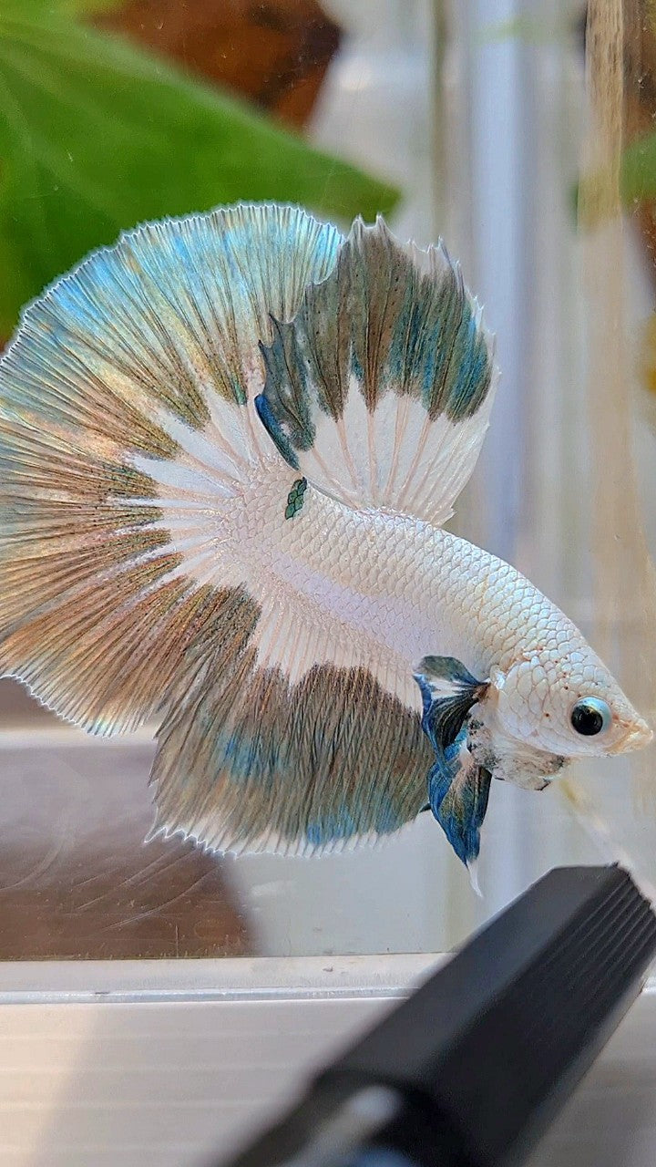 LUXURY HALFMOON ROSETAIL COPPER RIM BUTTERFLY BETTA FISH