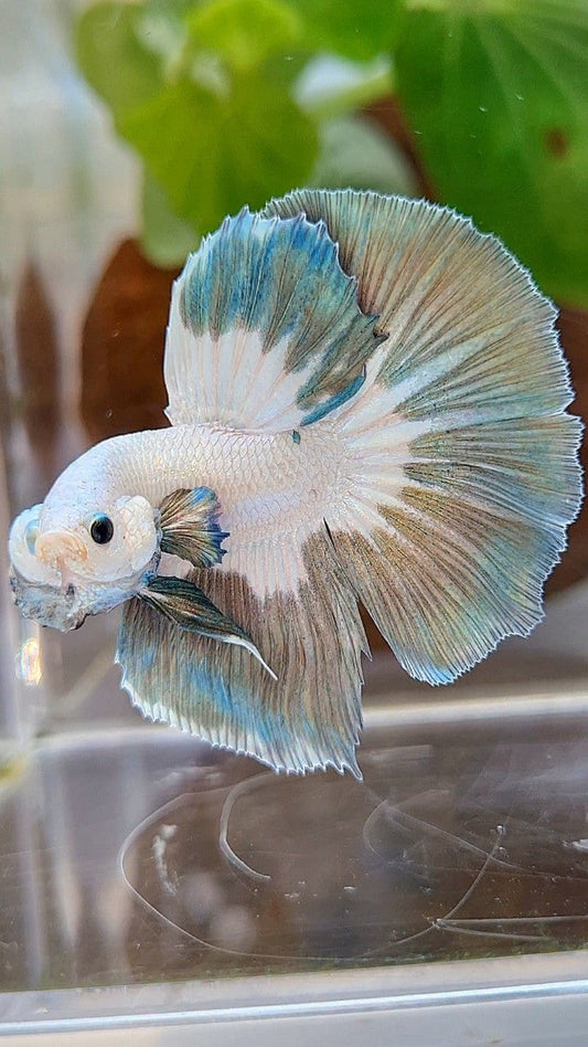 LUXURY HALFMOON ROSETAIL COPPER RIM BUTTERFLY BETTA FISH
