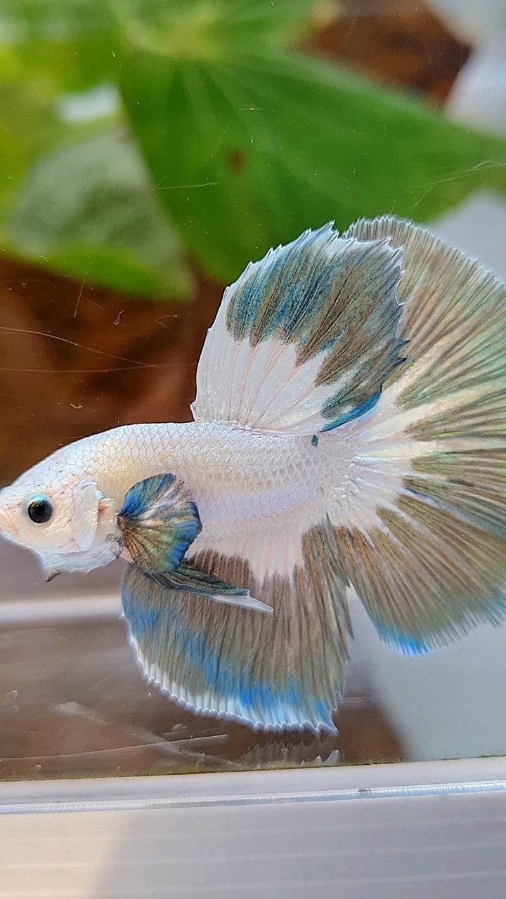 LUXURY HALFMOON ROSETAIL COPPER RIM BUTTERFLY BETTA FISH