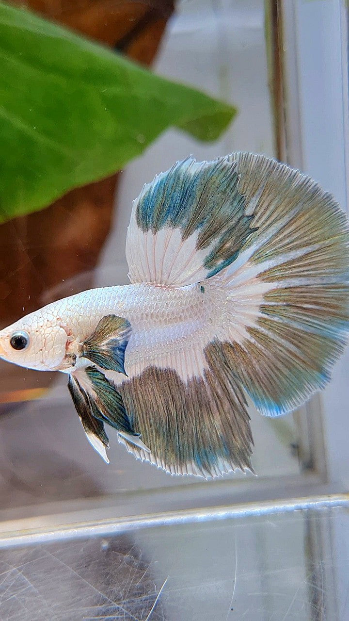 LUXURY HALFMOON ROSETAIL COPPER RIM BUTTERFLY BETTA FISH